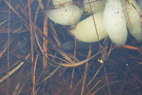 卵嚢下に潜むクロサンショウウオ